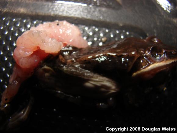 Wood Frog (Lithobates sylvaticus)