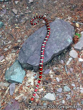 Arizona Mountain Kingsnake (Lampropeltis pyromelana pyromelana)