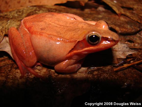 Wood Frog (Lithobates sylvaticus)