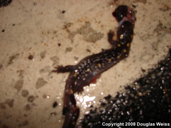 Spotted Salamander (Ambystoma maculatum)