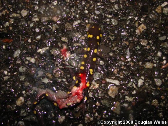 Spotted Salamander (Ambystoma maculatum)