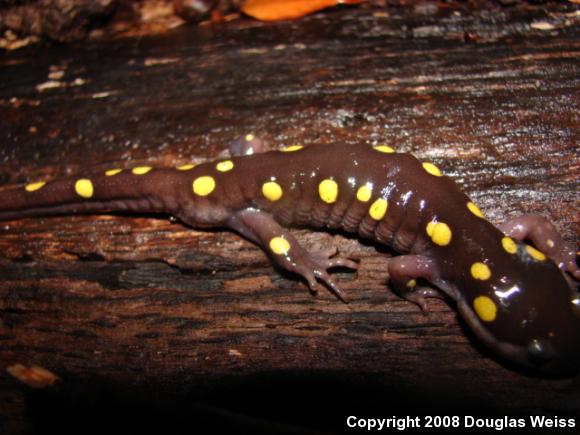 Spotted Salamander (Ambystoma maculatum)