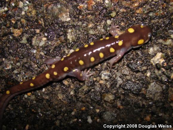 Spotted Salamander (Ambystoma maculatum)