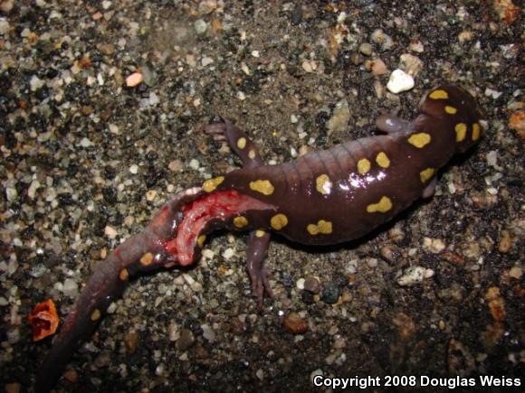 Spotted Salamander (Ambystoma maculatum)