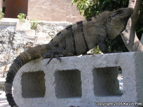 Gray's Spiny-tailed Iguana (Ctenosaura similis similis)