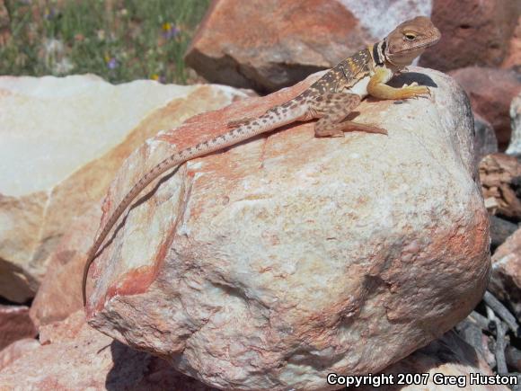 Sonoran Collared Lizard (Crotaphytus nebrius)