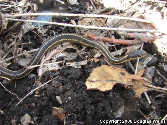 Eastern Gartersnake (Thamnophis sirtalis sirtalis)