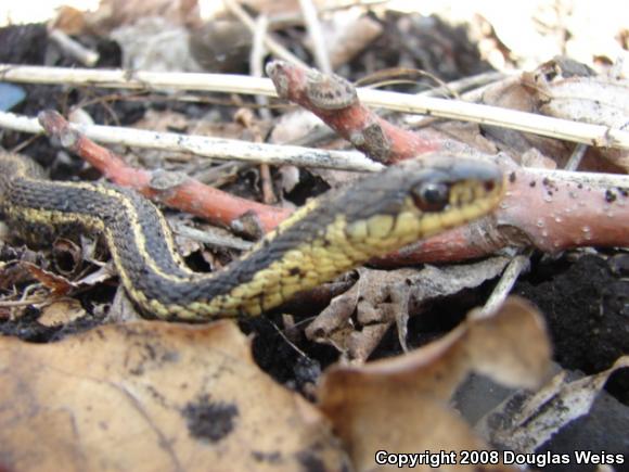 Eastern Gartersnake (Thamnophis sirtalis sirtalis)