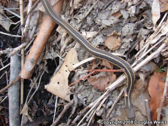 Eastern Gartersnake (Thamnophis sirtalis sirtalis)