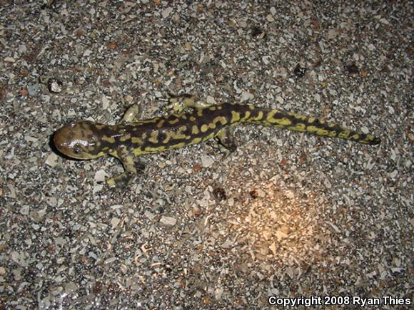 Eastern Tiger Salamander (Ambystoma tigrinum tigrinum)