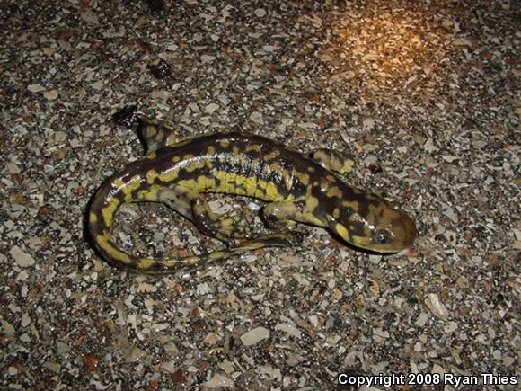 Eastern Tiger Salamander (Ambystoma tigrinum tigrinum)