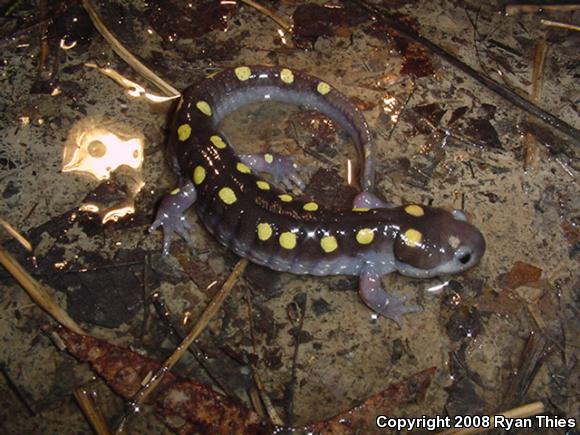 Spotted Salamander (Ambystoma maculatum)