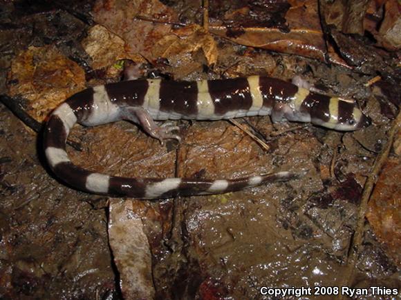 Ringed Salamander (Ambystoma annulatum)