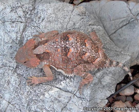 Hernandez's Short-horned Lizard (Phrynosoma hernandesi hernandesi)