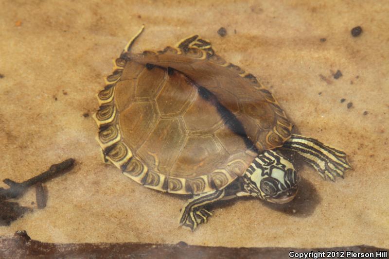 Escambia Map Turtle (Graptemys ernsti)