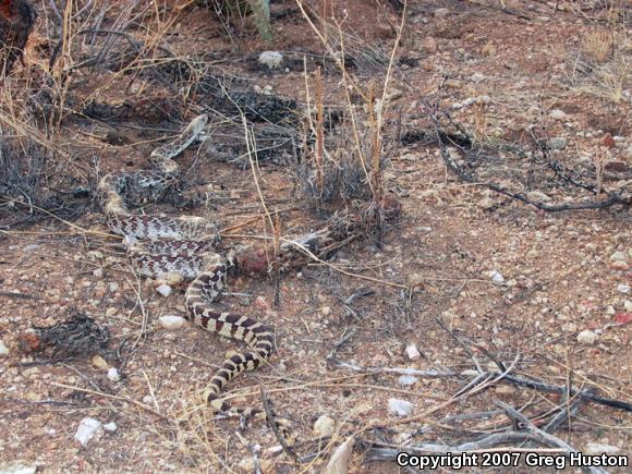 Sonoran Gopher Snake (Pituophis catenifer affinis)