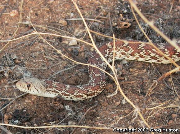 Sonoran Gopher Snake (Pituophis catenifer affinis)