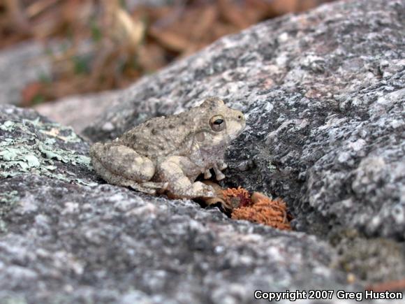 Canyon Treefrog (Hyla arenicolor)