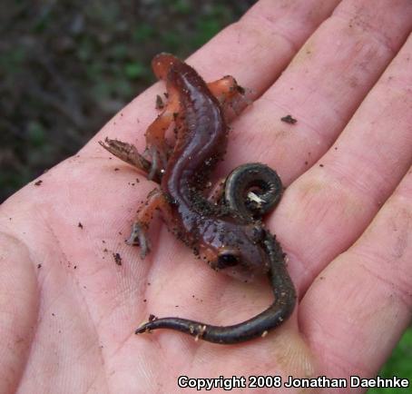 Black-bellied Slender Salamander (Batrachoseps nigriventris)