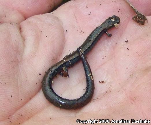 Black-bellied Slender Salamander (Batrachoseps nigriventris)