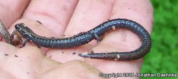 Black-bellied Slender Salamander (Batrachoseps nigriventris)