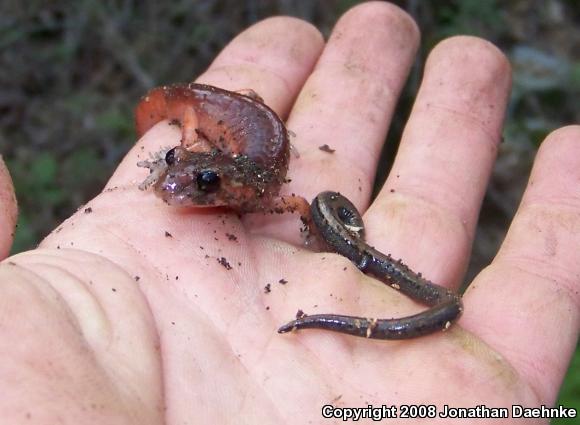 Monterey Ensatina (Ensatina eschscholtzii eschscholtzii)