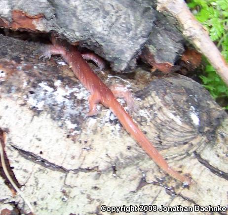 Monterey Ensatina (Ensatina eschscholtzii eschscholtzii)