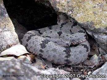 Banded Rock Rattlesnake (Crotalus lepidus klauberi)