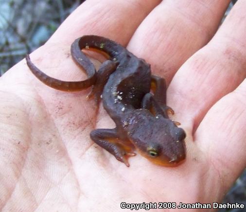 Coast Range Newt (Taricha torosa torosa)