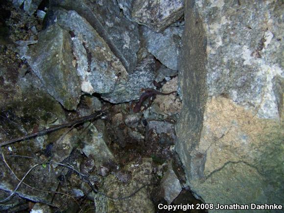 Coast Range Newt (Taricha torosa torosa)