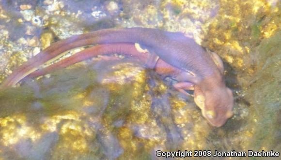 Coast Range Newt (Taricha torosa torosa)