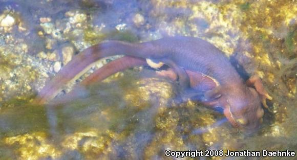 Coast Range Newt (Taricha torosa torosa)