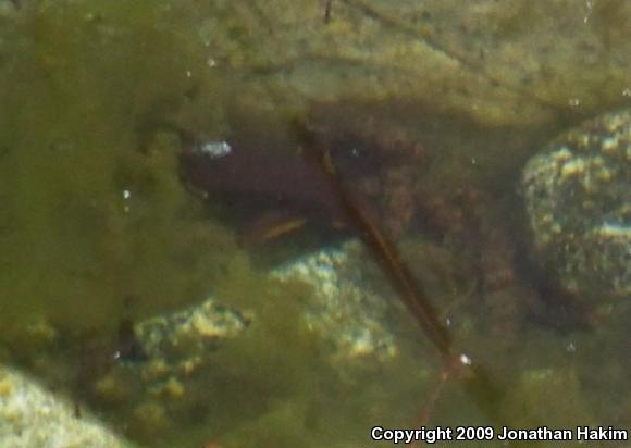 Coast Range Newt (Taricha torosa torosa)