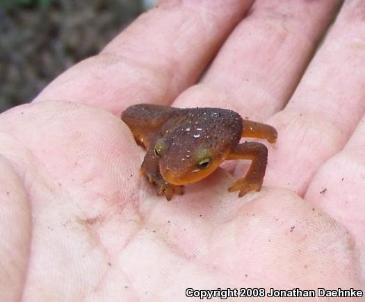 Coast Range Newt (Taricha torosa torosa)