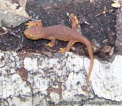 Coast Range Newt (Taricha torosa torosa)