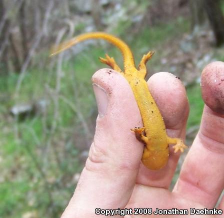 Coast Range Newt (Taricha torosa torosa)