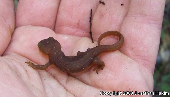 Coast Range Newt (Taricha torosa torosa)