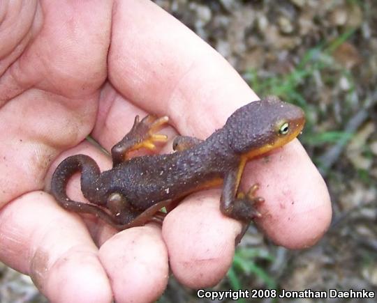 Coast Range Newt (Taricha torosa torosa)