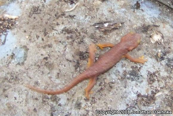 Coast Range Newt (Taricha torosa torosa)