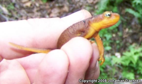 Coast Range Newt (Taricha torosa torosa)