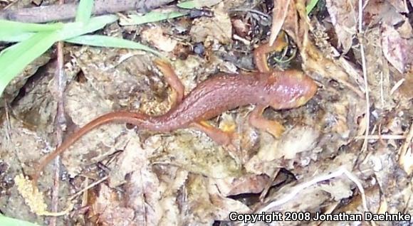 Coast Range Newt (Taricha torosa torosa)