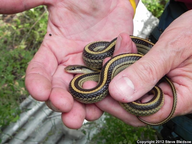 Texas Patch-nosed Snake (Salvadora grahamiae lineata)