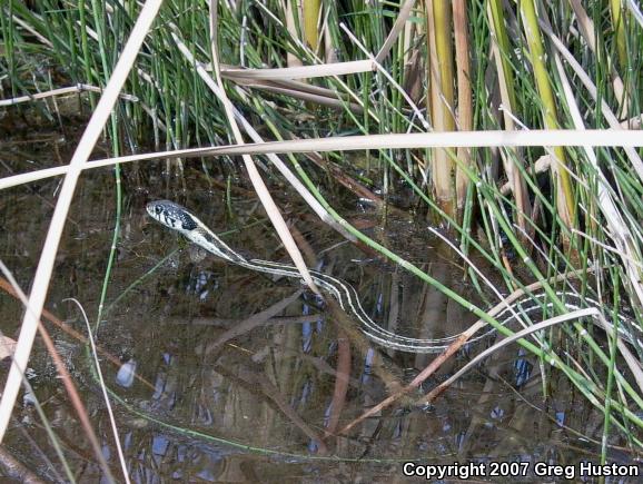 Western Black-necked Gartersnake (Thamnophis cyrtopsis cyrtopsis)