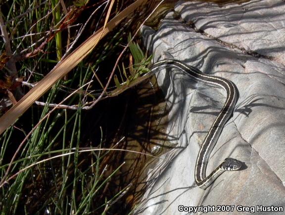 Western Black-necked Gartersnake (Thamnophis cyrtopsis cyrtopsis)