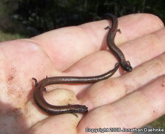 Black-bellied Slender Salamander (Batrachoseps nigriventris)