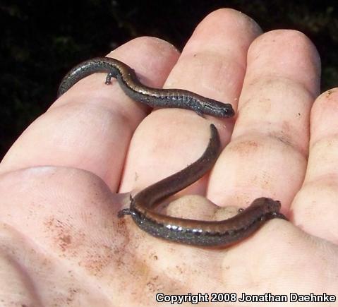 Black-bellied Slender Salamander (Batrachoseps nigriventris)