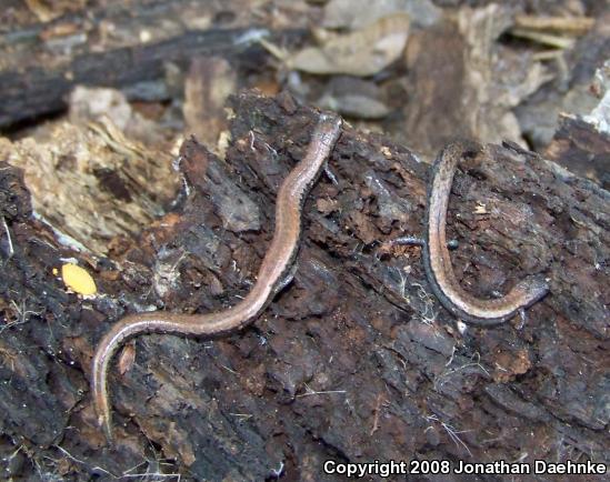 Black-bellied Slender Salamander (Batrachoseps nigriventris)