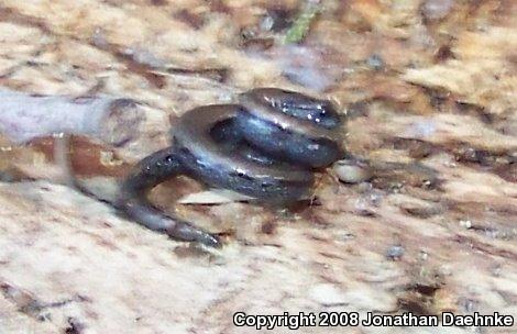 Black-bellied Slender Salamander (Batrachoseps nigriventris)