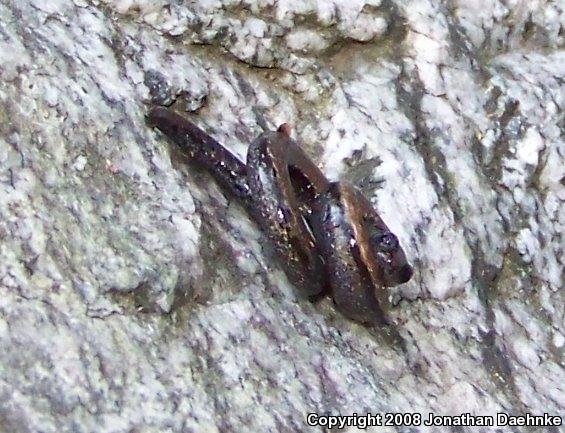 Black-bellied Slender Salamander (Batrachoseps nigriventris)