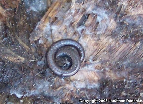 Black-bellied Slender Salamander (Batrachoseps nigriventris)